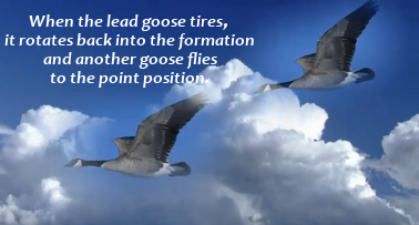 Geese