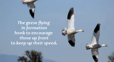 Geese