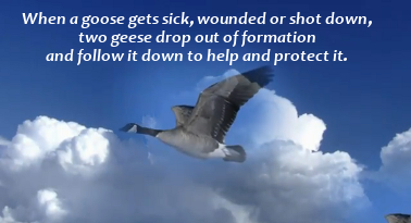 Geese