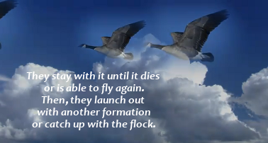 Geese